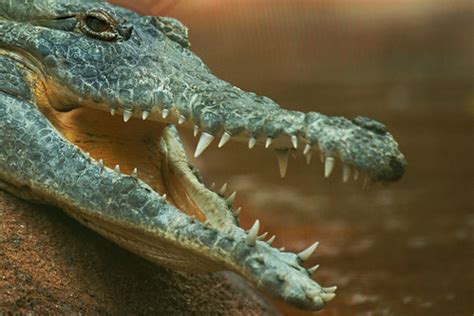 Orinoco Crocodile | Orinoco Crocodile, Miami Metro Zoo | Dave Irving ...