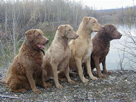 Chesapeake Bay Retriever Family | Pets | Cheasapeake bay retriever, Chesapeake bay retriever ...