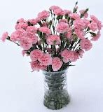 300zx - Flowers II - ^ Carnation, Flowers, Pink, Vase