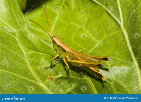 Orthoptera, orthopteran stock image. Image of grasshopper - 9137139