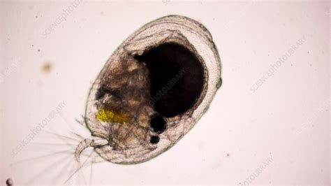 Vargula hilgendorfii ostracod male, microscopy - Stock Video Clip - K011/5116 - Science Photo ...