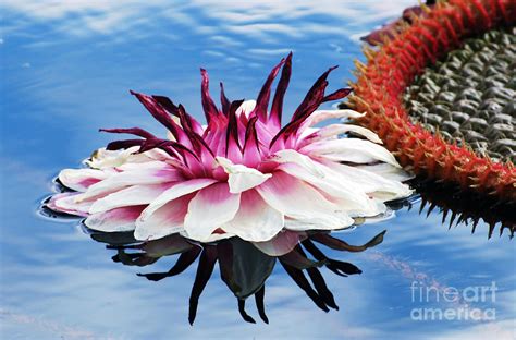 Victoria Amazonica Flower Photograph by Scott D Welch