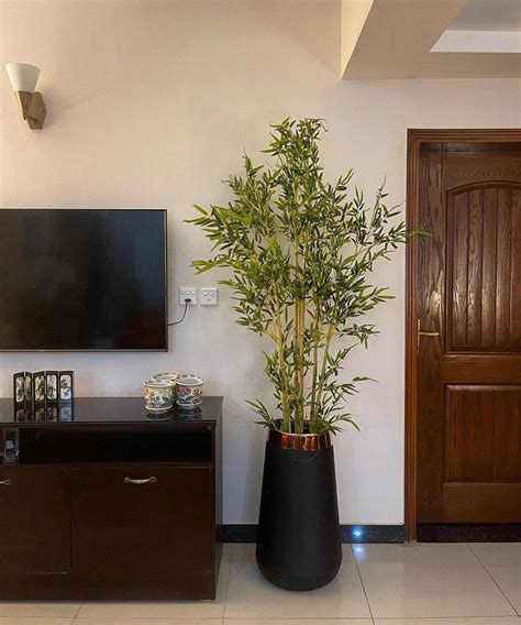 Tall Bamboo Plant 7 Feet – Gulbahaar