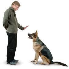 How Dog Obedience Training