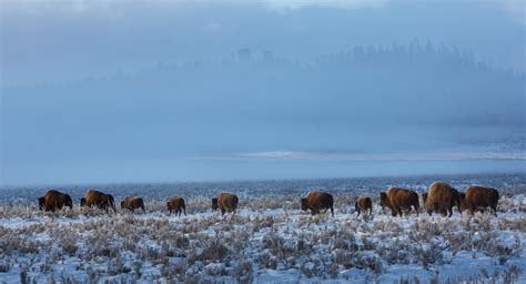 How to Photograph Wildlife in Yellowstone National Park