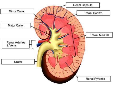 Kidney diagram simple | Healthiack