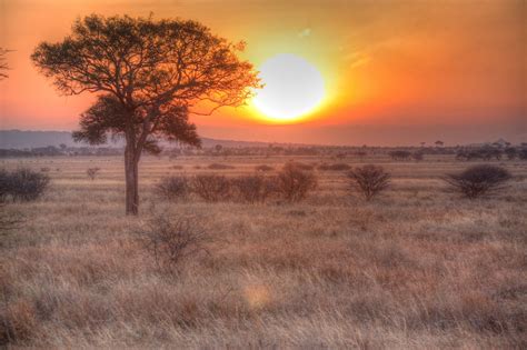 Wild Marula Tree and African Sunset #Marula #Africa | African sunset, Marula tree, Scenery
