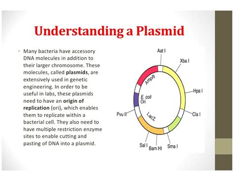 Image result for why are plasmids important | Dna molecule, Molecules, Understanding