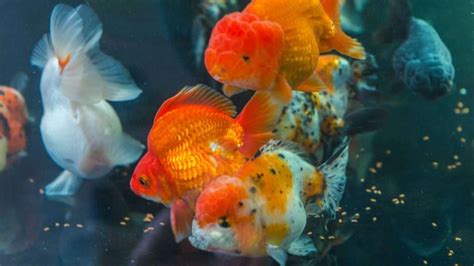 Ranchu Goldfish Care Guide - Aquarium Inside