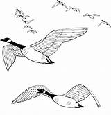 Goose Coloring Pages  Free Printable For Kids sketch template