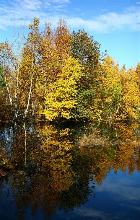 Autumn,forest,lake,reflection,autumn forest - free image from needpix.com