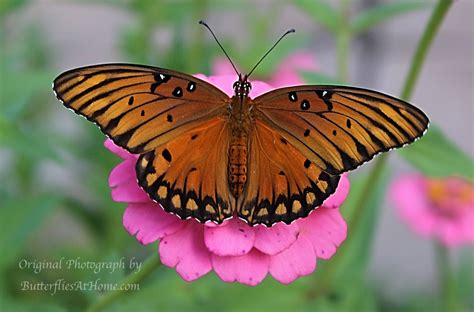 Gulf Fritillary Butterflies, size, nectar plants, host plants, photographs