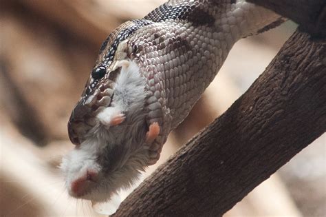 Ball Python - Honolulu Zoo Society