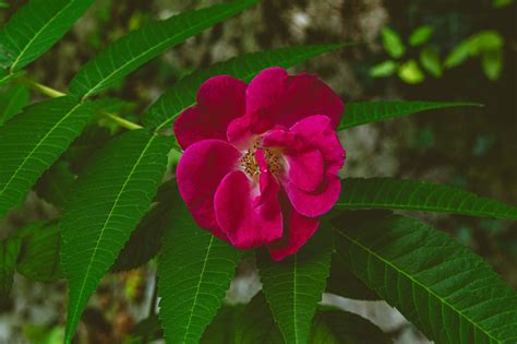Pink Roses Flowers - Free photo on Pixabay - Pixabay