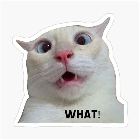 "Funny cat meme, what ! " Sticker for Sale by Elsdesign00 | Cat memes, Funny cat faces, Funny cats