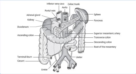 The Colon | Musculoskeletal Key