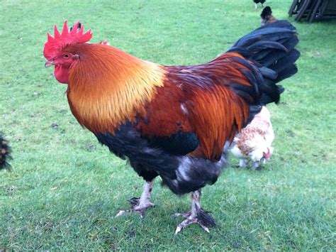 Welsummer For Sale | Chickens | Breed Information | Omlet