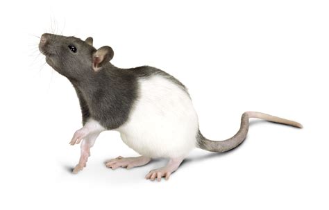 Laboratory Rats - Lab Rat History, Strains and Use in Treatment and Ethics