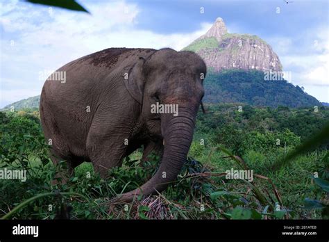 A female Sumatran elephant (Elephas maximus sumatranus) was seen at the Elephant Conservation ...