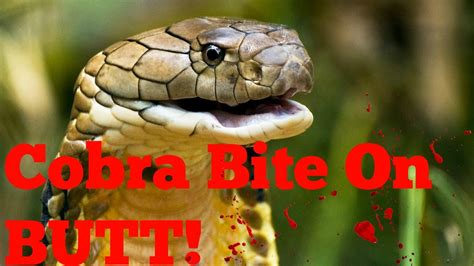 COBRA BITE ON THE BUTT! KING COBRA SerpentSityExotics - YouTube