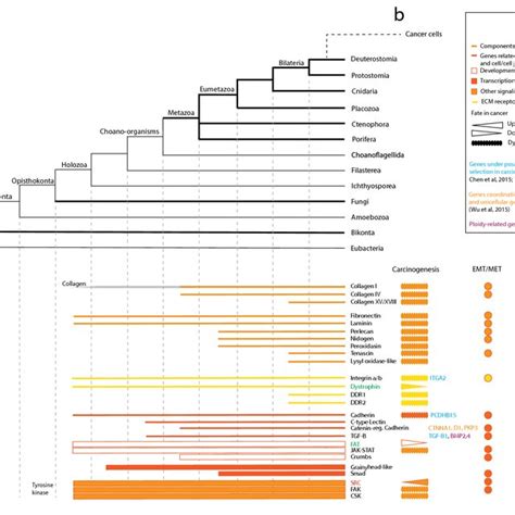 Unicellularity and multicellularity in the evolution of life and of... | Download Scientific Diagram