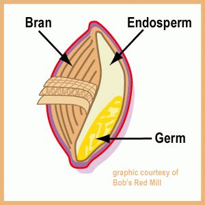 Endosperm - Biology Scavenger hunt