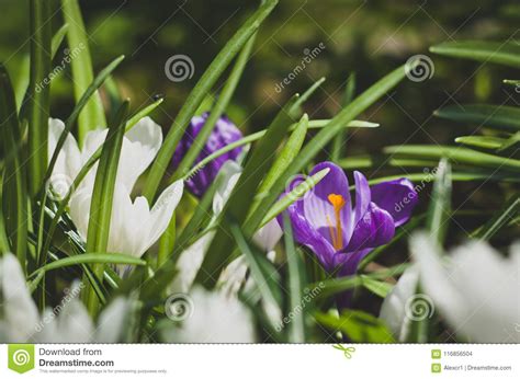 Spring Flowers. Crocus Vernus. Stock Photo - Image of group, gift ...