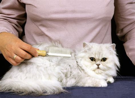 Woman Grooming a White Persian Domestic Cat, Brush Stock Image - Image ...