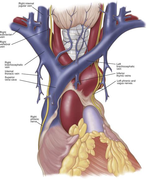 Anatomy of the Superior Vena Cava and Brachiocephalic Veins - Thoracic Surgery Clinics