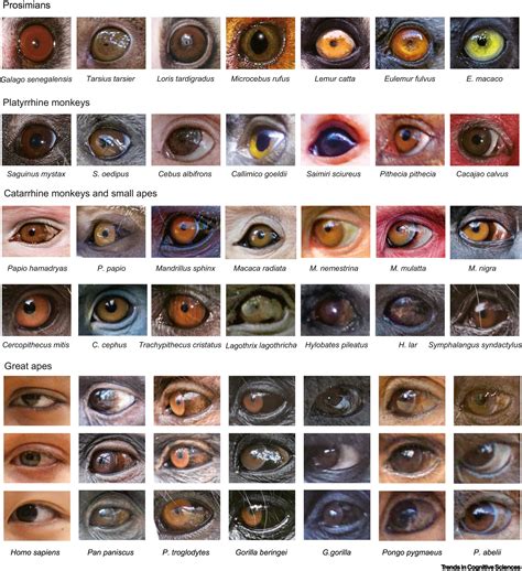 Werewolf Eye Color Chart