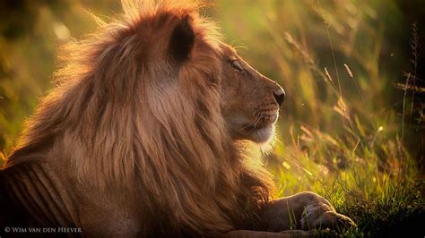 The Ultimate Guide for Your Next Safari Photography Tour - The ...