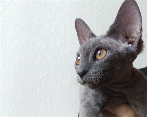 11 Devon Rex Colors (Common & Unique Varieties) - Catster