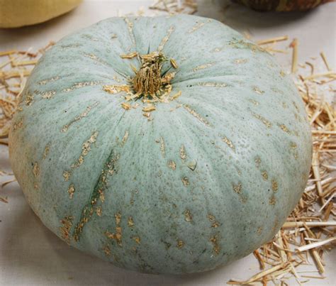 Sweet Meat Heirloom Squash - Cucurbita maxima - Seeds