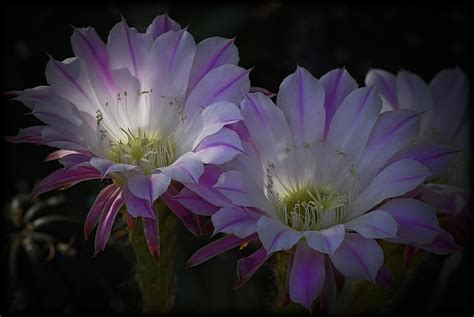 Night Blooming Cactus Flowers Photograph by Saija Lehtonen - Pixels