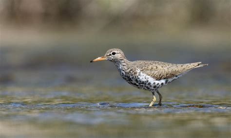 Sandpiper | Spotted Sandpiper in breeding plumage Thank you … | Flickr