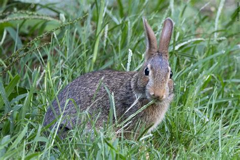 Cottontail Rabbits - Urban Hawks