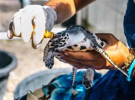 Bali Sea Turtle Conservation Volunteer Program | IVHQ