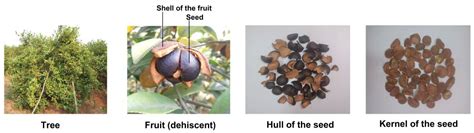 Processes | Free Full-Text | Extraction of Oils and Phytochemicals from Camellia oleifera Seeds ...