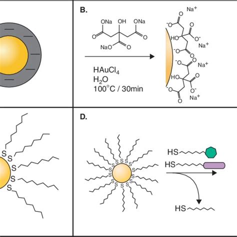 Different schematics for gold nanoparticle synthesis. (A) Basic ...