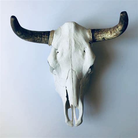 Genuine Taxidermy Cow Skull – MackenzieBryant&Co