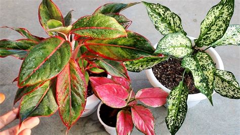 Aglaonema Plant CARE 101- BEST Soil Mix, Fertilizer, Light & Water Requirements & Propagation ...