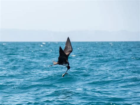 Frigatebird Dimensions: Wingspan and Size Specifications – News0days