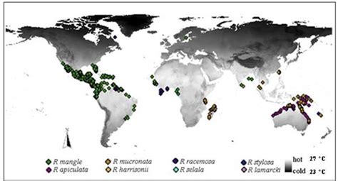 Global distribution of eight Rhizophora species indicates that more... | Download Scientific Diagram