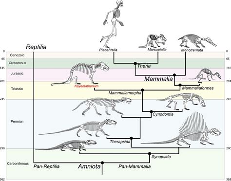 Mammals Evolutionary Tree - Pets Lovers