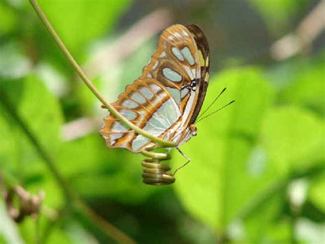 Nature in the Dominican Republic including Mammals, Amphibians, Reptiles, Butterflies, Dragonflies