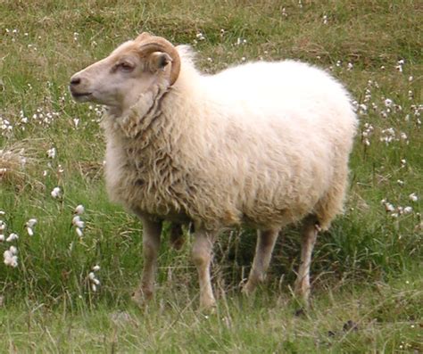 Icelandic Sheep: Characteristics, Uses, Photo