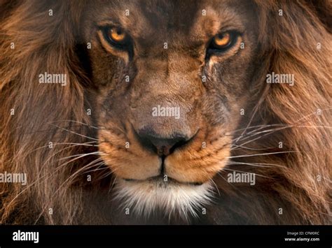 Male Lion Stock Photo - Alamy