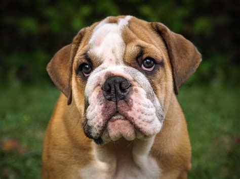 English Bulldog Training Tips | Canna-Pet®