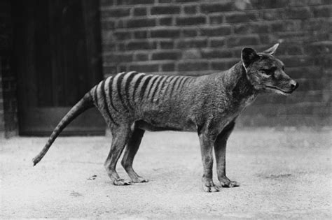 Thylacine Tasmanian Tiger