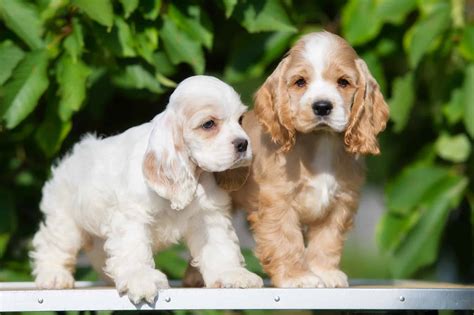 10 Best Cocker Spaniel Breeders (2024): Our Top 10 Picks!